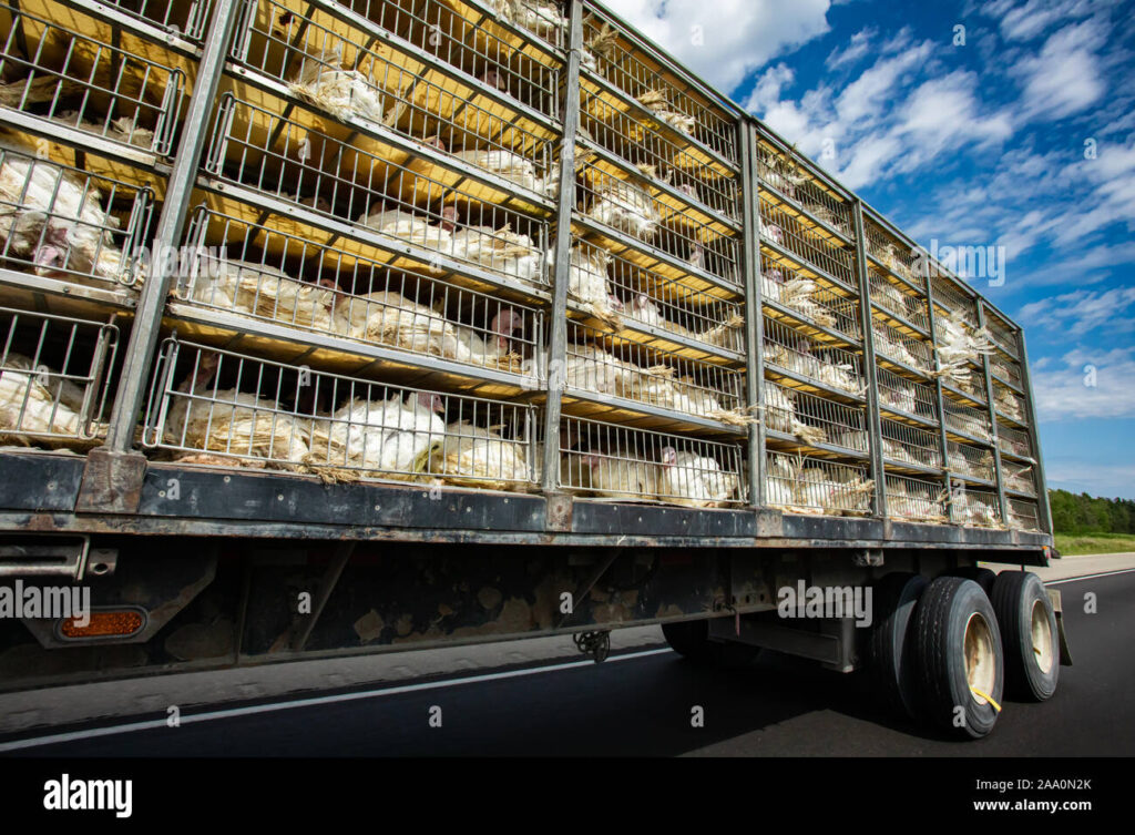 Poultry farming transport hi-res stock photography and images - Alamy